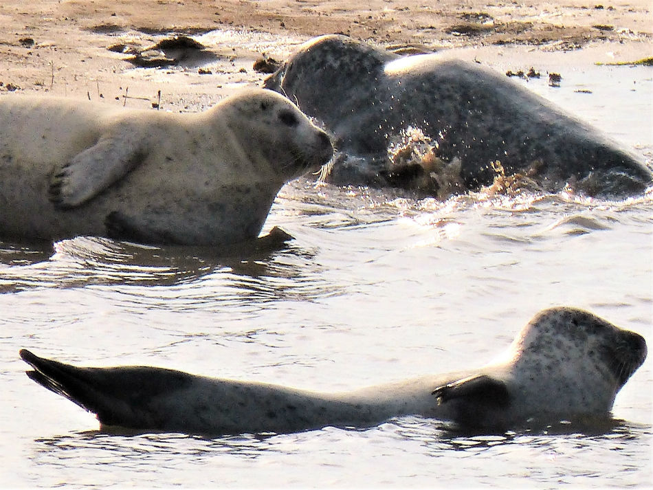 Seals on Brancaster beach Norfolk