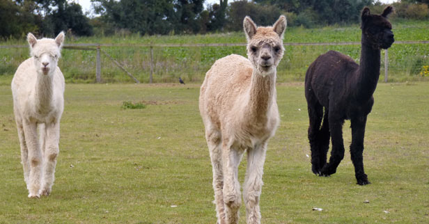 See Alpacas at our Luxury Bed & Breakfast Accommodation in Norfolk