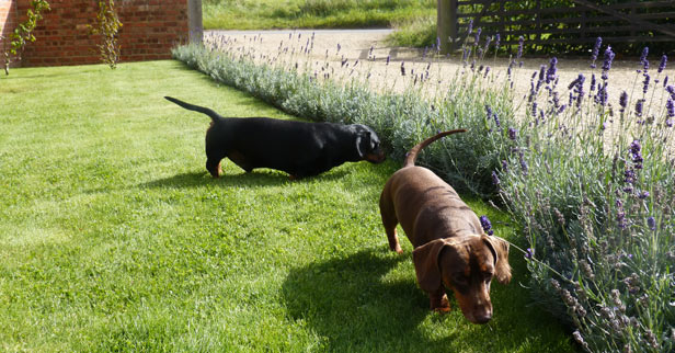 Self-Catering Accommodation in Norfolk