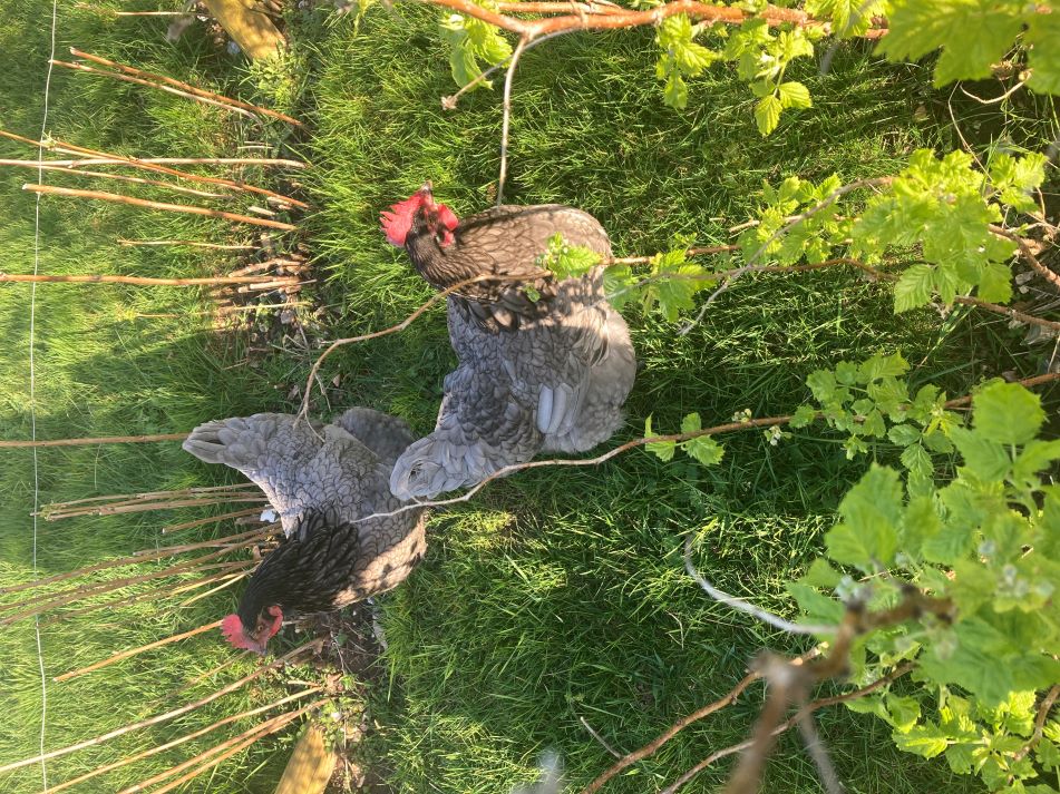 Hens Smalljpg