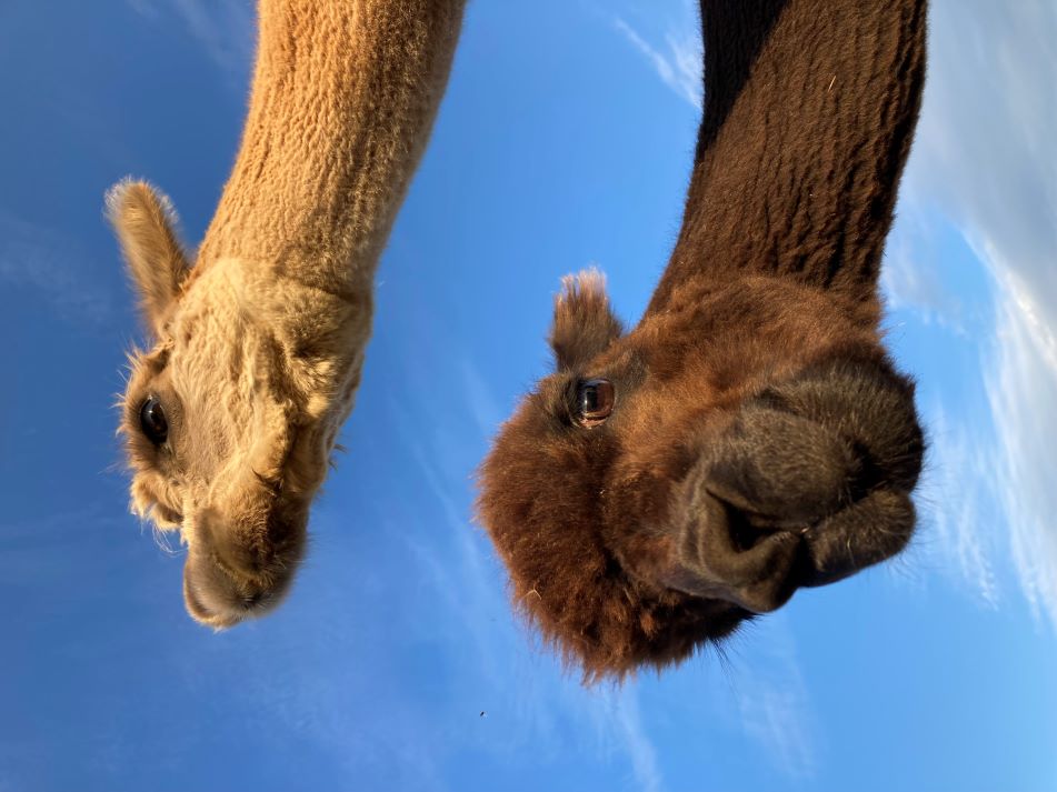 alpacas small